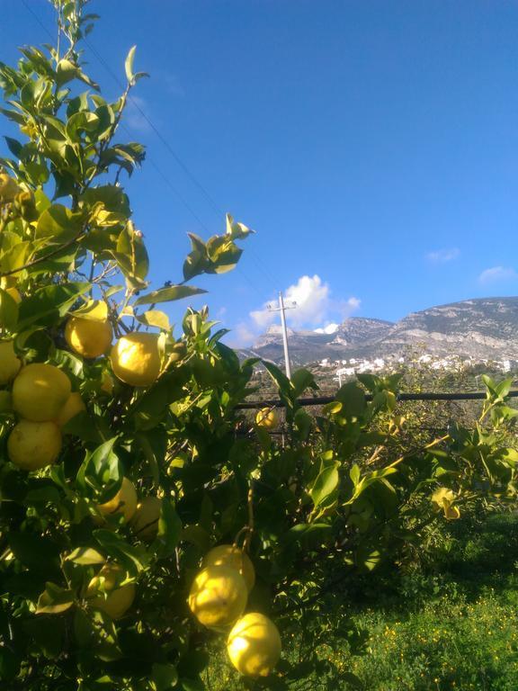 Agriturismo - B&B La Funicolare Francavilla Marittima Esterno foto